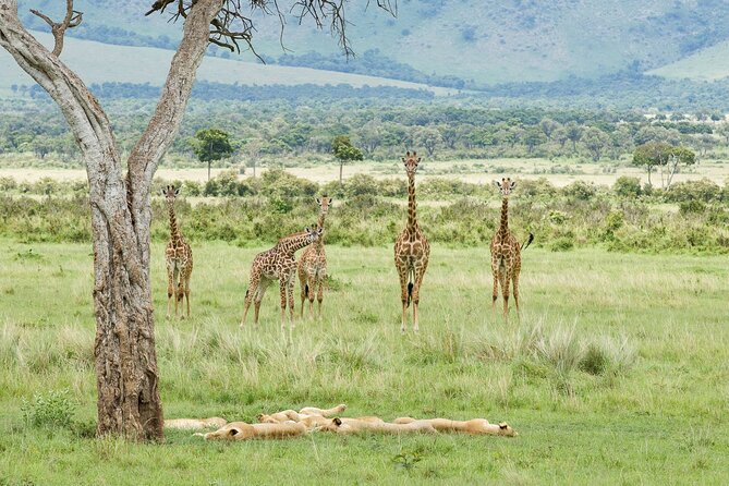 3-Day Masai Mara Budget Camping Safari - Guide and Group Size: Why Small Helps Your Sightings