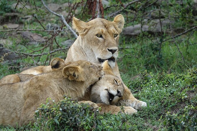 3 Day Masai Mara Budget Joining Safari on 4×4 - Daily Departures - Maasai Mara, on a realistic budget, with a 4x4 joining group
