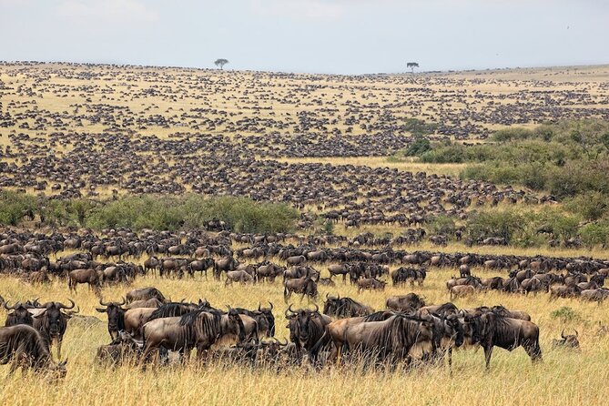 3 Day Masai Mara Budget Joining Safari on 4×4 - Daily Departures - The Nairobi start: pickups, timing, and why 7:00 am matters