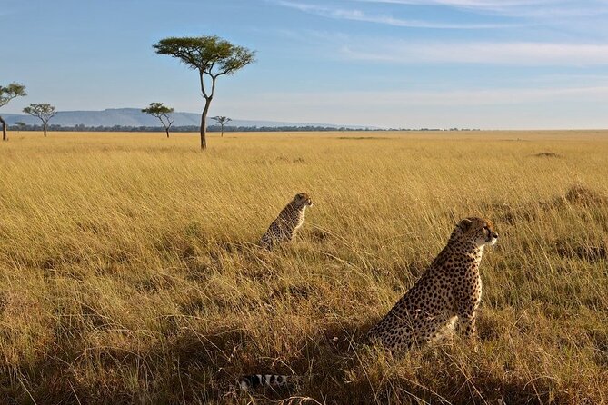 3-Day Masai Mara Group Joining Safari Adventure - Key highlights to know before you go