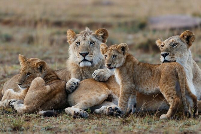 3-Day Masai Mara Group Joining Safari Adventure - Why Masai Mara is the headline of Kenya safaris