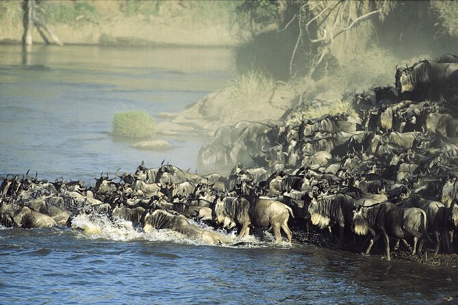 3-Day Masai Mara Group Safari with Pick Up - Group safari logistics: max 15, dedicated guides, and how to get more from the jeep