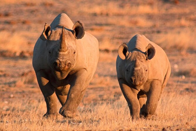 3-Day Masai Mara Group Safari with Pick Up - Weather, minimum numbers, and the reality check on cancellations