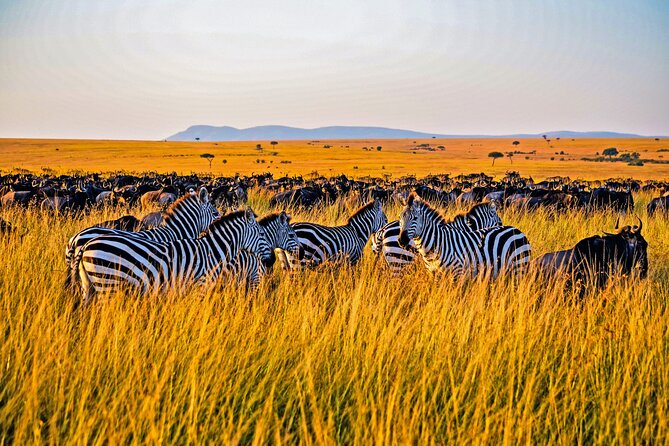 3-Day Masai Mara Jeep Safari - 3-Day Masai Mara Jeep Safari From Nairobi: What You’re Paying For