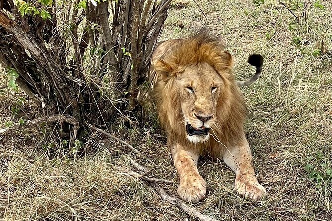3-Day Masai Mara Jeep Safari - Price and Value at $980: Good Deal or Overpriced Shortcut?