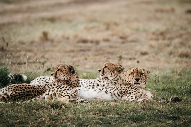 3-Day Masai Mara Luxury Safari - Day 1: Nairobi to the Mara, lunch first, then a first game drive