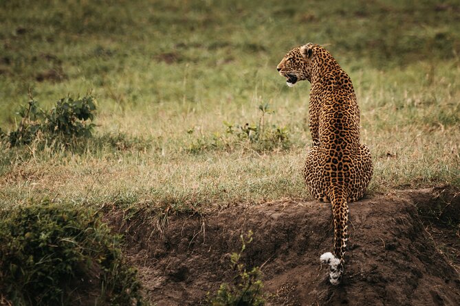 3-Day Masai Mara Luxury Safari - Day 3: One more morning drive, then back to Nairobi around 15:00