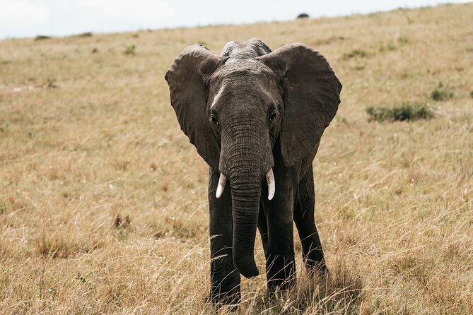 3-Day Masai Mara Luxury Safari - Your guide makes or breaks the safari day