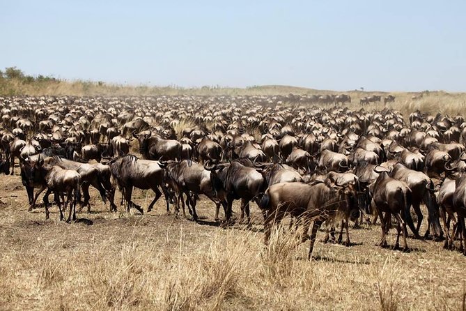 3-Day Masai Mara Luxury Safari - Nairobi pickups, open-roof safari rides, and why they matter