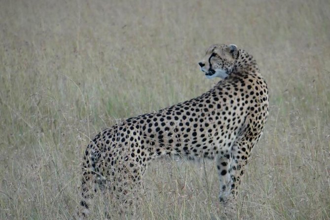 3 Day Masai Mara Safari - Mara Simba Lodge Evenings: Meals, Downtime, and the Snack Trick