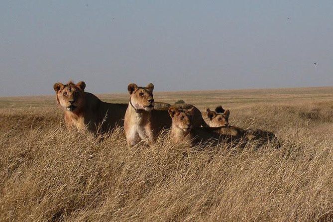 3 Day Masai Mara Safari - Day 3 Return to Nairobi: Breakfast, Final Looks, Then Late Afternoon Drop-Off