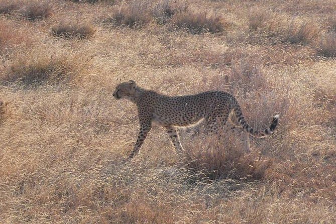 3 Day Masai Mara Safari - Should You Book This Maasai Mara Safari?