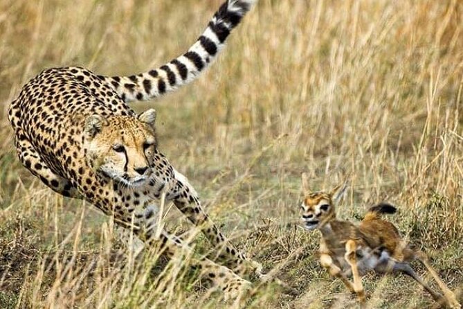 3-Day Masai Mara Safari Tour - Key points to know before you go