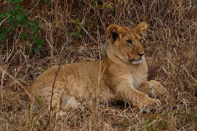 3-Day Masai Mara Safari Tour - Guides, group dynamics, and why the experience feels smoother