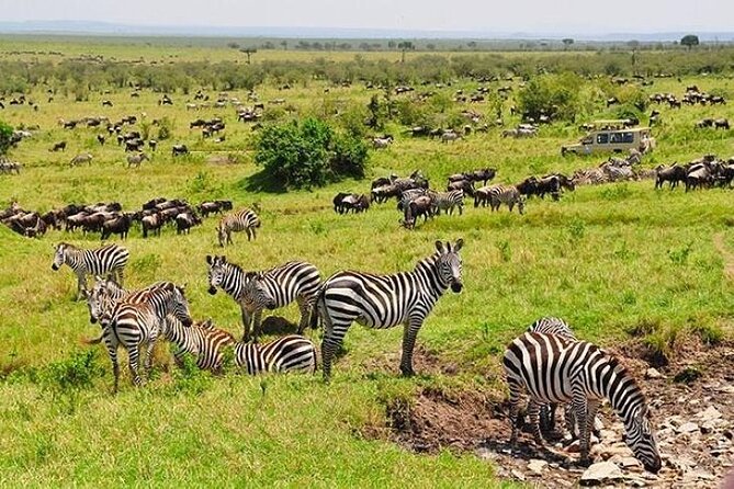 3-Day Masai Mara Safari Tour - Accommodation and meals: the less glamorous part that drives comfort