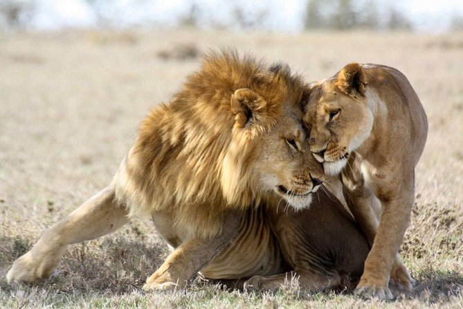 3-day Masai Mara Safari Tour to see the big five and wildebeest migration - Day 3: Early morning cat hunting, then the long drive back to Nairobi
