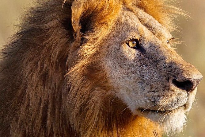 3-day Masai Mara Safari Tour to see the big five and wildebeest migration - Sleeping inside the reserve: en-suite budget tents at camp