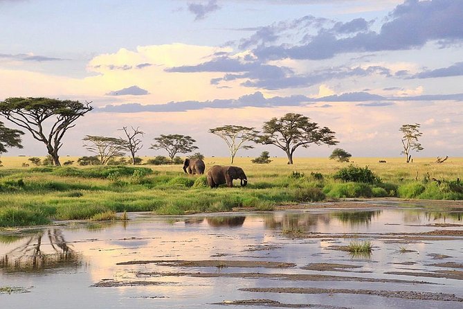 3-day Masai Mara Safari Tour to see the big five and wildebeest migration - Wildebeest migration (July to October): best chances, no guarantees