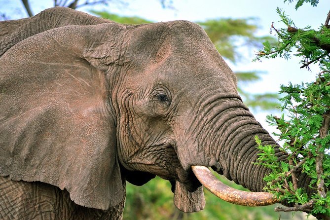 3-day Masai Mara Safari Tour to see the big five and wildebeest migration - Big Five sightings in 3 days: how to think like a safari pro