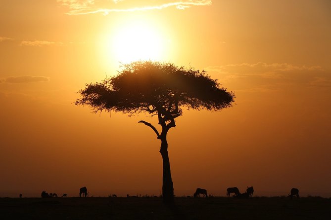 3-day Masai Mara Safari Tour to see the big five and wildebeest migration - Day 1: Rift Valley drive, Narok lunch, and your first Maasai Mara game drive