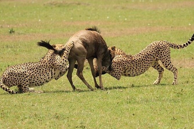 3-Day Masai Mara Safari Tour - Balloon safari as an optional splurge (and what it changes)