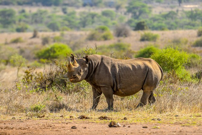 3-Day Masai Mara Wildebeest Migration 2025 - Nairobi to Masai Mara on Day 1: first drives, lunch timing, and nightfall