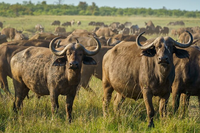 3-Day Masai Mara Wildebeest Migration 2025 - Day 3: optional morning drive, then back to Nairobi in time for late afternoon