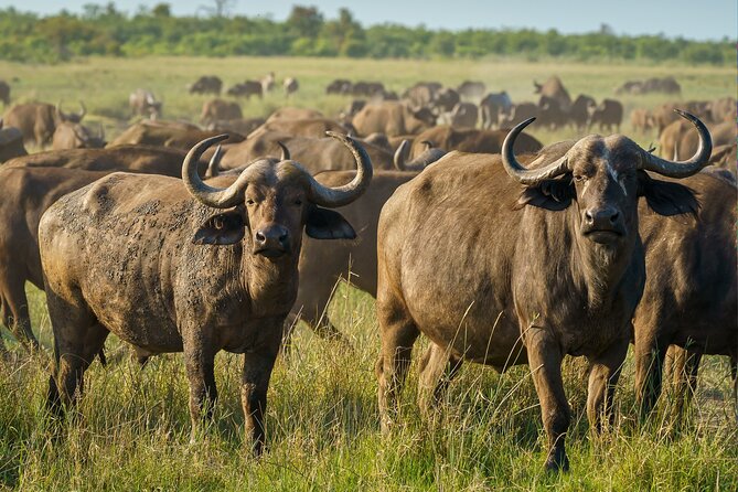 3-Day Masai Mara Wildebeest Migration 2025 - Park entry timing: admission tickets and the Day 3 extra fee detail