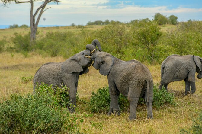 3-Day Masai Mara Wildebeest Migration 2025 - Where comfort fits the wild: rides, meals, and practical comfort checks