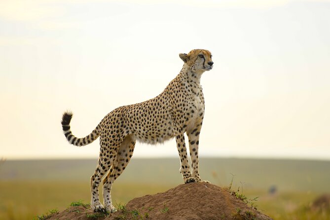 3-Day Masai Mara Wildebeest Migration 2025 - How good is the price at $1,782 per person?