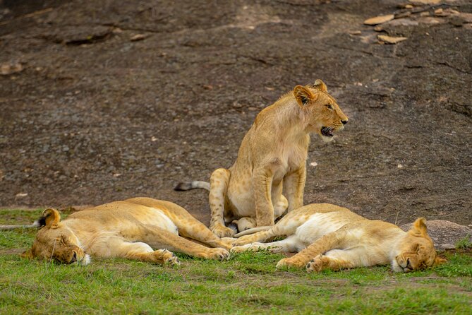 3-Day Masai Mara Wildebeest Migration 2025 - Day 2 in the Mara: sunrise balloon option, champagne breakfast, and a full day out