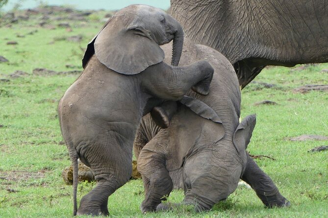 3 Day Private 4x4 Jeep Tour in Masai Mara Safari - Day 1: First entry into Maasai Mara and afternoon spotting