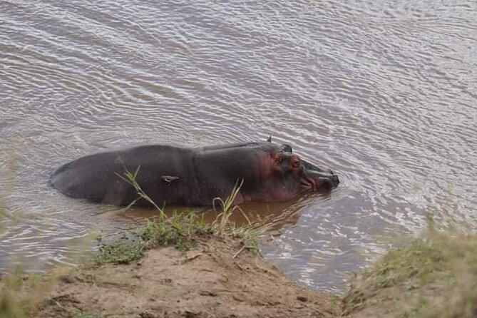 3 Day Private 4x4 Jeep Tour in Masai Mara Safari - Day 3: Big cats chance in the morning, then back to Nairobi