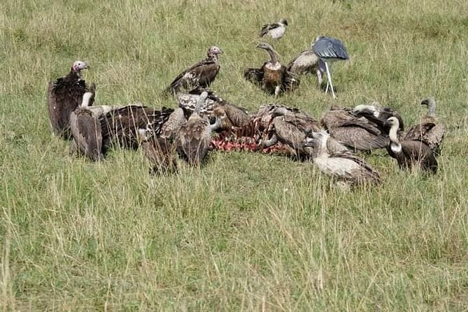 3 Day Private 4x4 Jeep Tour in Masai Mara Safari - Guides and the difference good spotting makes