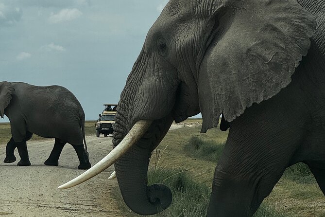 3 Day Private Tour in Maasai Mara with Lodge Luxury with Jeep - Price and What You Actually Get for $1,100