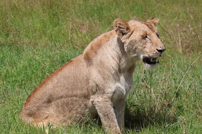 3 Day Private Tour in Maasai Mara with Lodge Luxury with Jeep - Getting Out of Nairobi: Market Energy, Rift Valley Views, and a Real Break in Narok