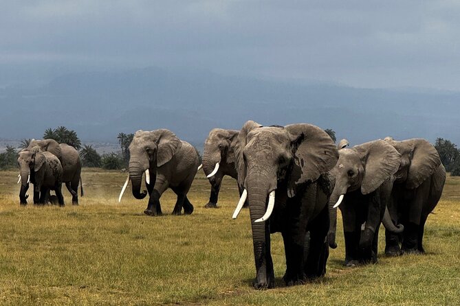 3 Day Private Tour in Maasai Mara with Lodge Luxury with Jeep - Day 2 in Maasai Mara: Early Start, Packed Lunches, and a Full 10-Hour Drive