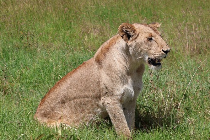 3 Day Private Tour in Maasai Mara with Lodge Luxury with Jeep - What’s Included, What’s Not, and the Small Extras That Change the Budget