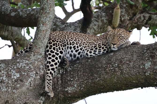 3 Day Private Tour in Maasai Mara with Lodge Luxury with Jeep - First Game Drive: Your 4:30 PM Window Into Big Cats and Surprise Sightings