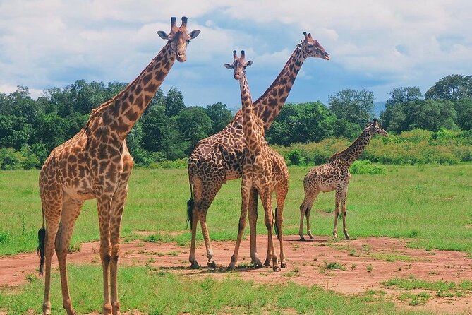 3-Day Private Tour in Tsavo West National Parks - Quick hits for Tsavo East and Tsavo West