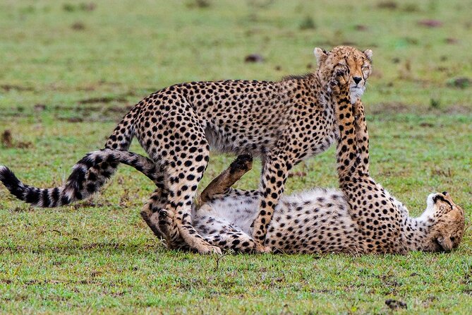 3-Day Private Tour in Tsavo West National Parks - Two Tsavos, one unforgettable safari feel
