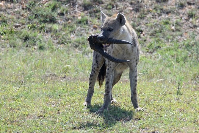 3-Day Private Tour in Tsavo West National Parks - Meals, timing, and the comfort stuff that actually matters