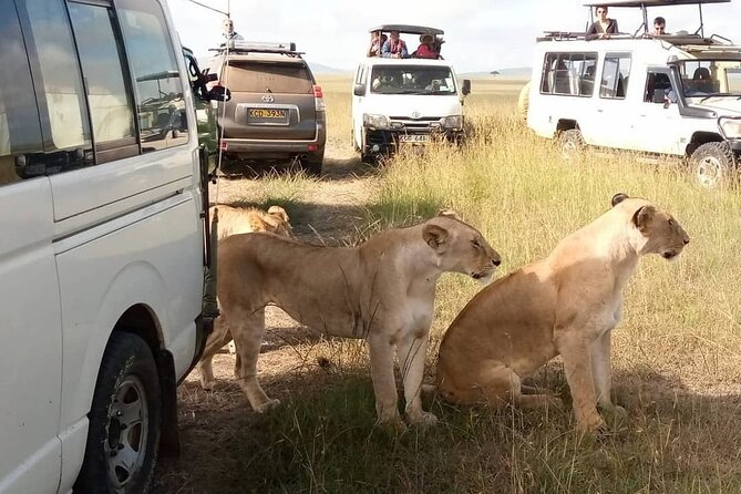 3 Day Private Wild Safari Tour in Maasai Mara - Day 2 early predator hours, Mara River moment, and a Maasai culture hour