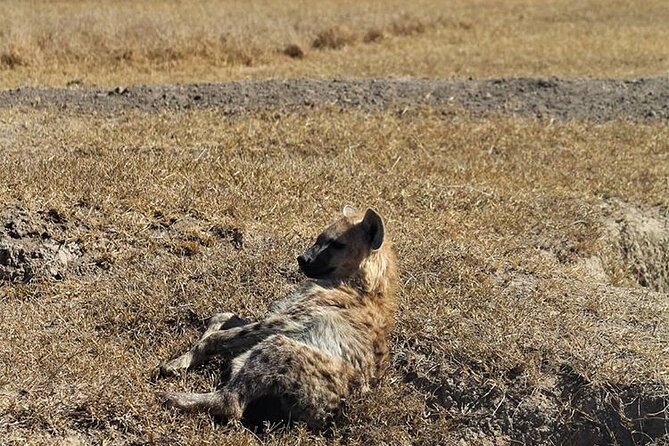 3-Day Safari Tour in two National Parks - Day 1 in Tsavo East: lions, long drives, and the late-afternoon payoff