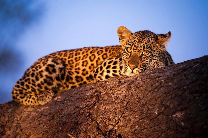 3-Day Safari Tour in two National Parks - Getting from Diani to Tsavo East, the red-clay kickoff
