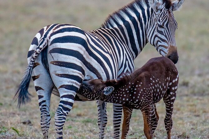3-Day Samburu safari from Nairobi - Where Samburu fits in Kenya, and why it feels different