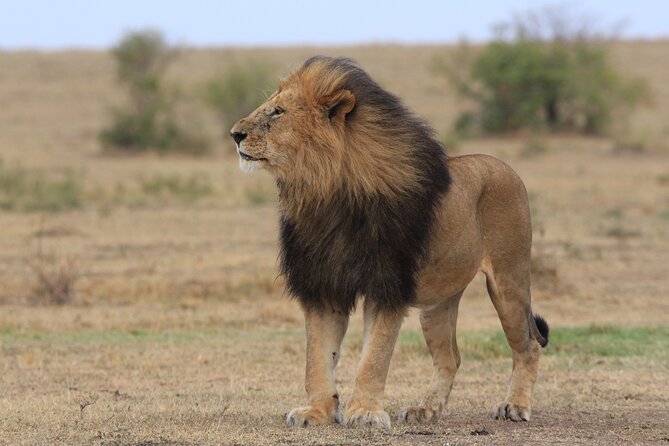 3-Day Sweetwaters: Ol Pejeta Conservancy Safari from Nairobi - Day 2 at Ol Pejeta, two game runs and a busy waterhole
