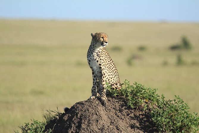 3-Day Sweetwaters: Ol Pejeta Conservancy Safari from Nairobi - Day 3 early drive, the Big Five moment, then back to Nairobi