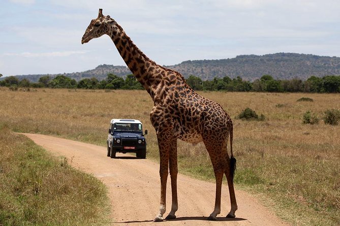 3-Day Sweetwaters: Ol Pejeta Conservancy Safari from Nairobi - Day 1 at Sweetwaters, chimp sanctuary first, then rhino country