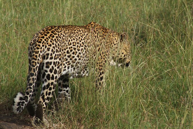3-Day Tsavo East and Tsavo West Safari - Day two to Tsavo West: rhino sanctuary, then leopard-spotting odds